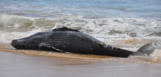 Příčina smrti více než tří stovek velryb zatím není známá (ilustrační foto).