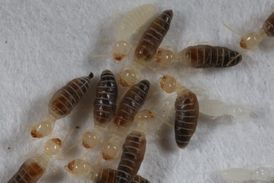 Typičtí dělníci hlínožravých bezvojákatých termitů (Anoplo-group).