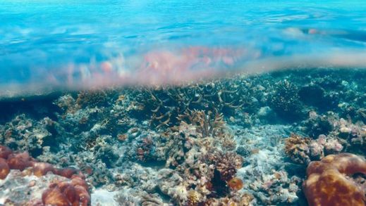 Kvůli okyselování oceánů oxidem uhličitým klesá jejich přirozená biodiverzita.