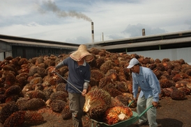 Hlavní producent palmového oleje - Indonésie.