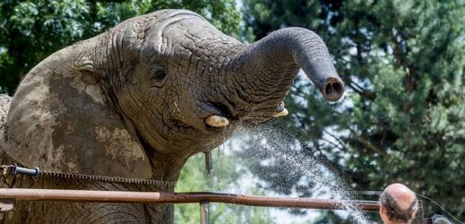 Slon Kita je jediný samec slona afrického v Česku a na Slovensku.