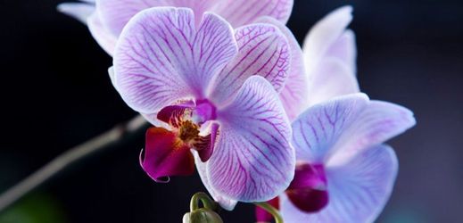 Počet orchidejí klesá (ilustrační foto).