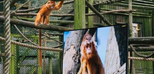 Televize ve výběhu umožňuje primátům sledovat své přirozené prostředí.