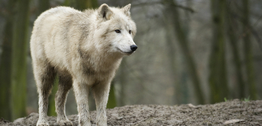 Vlk arktický v brněnské zoo.