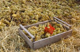 Vinné révě se letos v Česku dařilo. Vinaři se dočkali rekordně velkých sklizní.