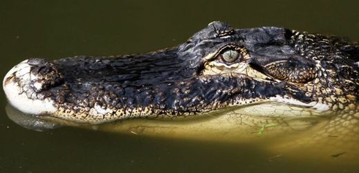 Muž při útěku skočil do jezera, kde ho zabil a částečně sežral aligátor (ilustrační foto).