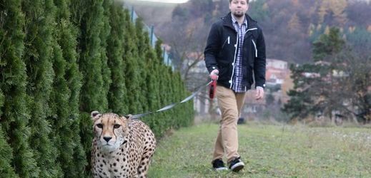 Redaktor Instinktu Marek Táborský na procházce s gepardem.