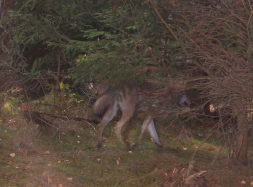 Vlka zachytila v polovině listopadu fotopast.