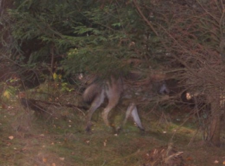 Vlka zachytila v polovině listopadu fotopast.