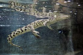 Do nového pavilonu tropických zvířat vypustili chovatelé z jihlavské zoo tři mláďata vzácných krokodýlů siamských.