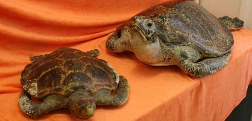 Kriminalisté našli při domovní prohlídce i dvě vypreparované mořské želvy druhu kareta obrovská.