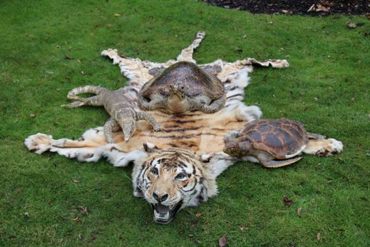 Tygři a karety jsou mezinárodně chráněnými zvířaty, protože jim hrozí vyhynutí.