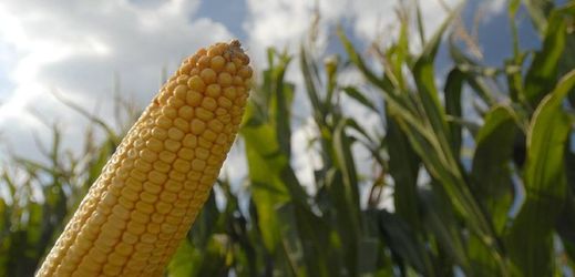 V Česku se pěstuje pouze geneticky modifikovaná kukuřice (ilustrační foto).