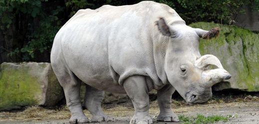 Poslední tři bílé nosorožce vlastní zoo ve Dvoře Královém nad Labem.