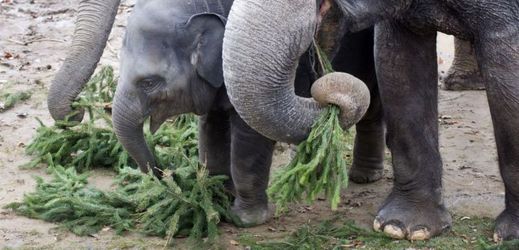 Sloni v pražské zoo si na neprodaných vánočních stromcích pochutnávali i loni.