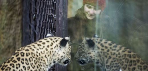 Pražská zoo nabízí svou zvířecí podívanou také v zimě. Menší návštěvnost může být pro nejednoho milovníka zvířat lákadlem.