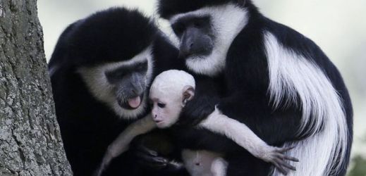 Mládě opice Gueréza pláštíkového, narozené v srpnu 2015 v pražské ZOO.