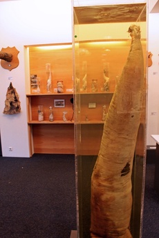 Muzeum penisů na Islandu. Falus velryby.
