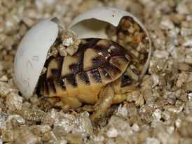 Rodící se želva tuniská.