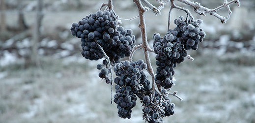 V Jihomoravském kraji začali se sběrem hroznů pro výrobu ledového vína.