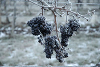 V Jihomoravském kraji začali se sběrem hroznů pro výrobu ledového vína.