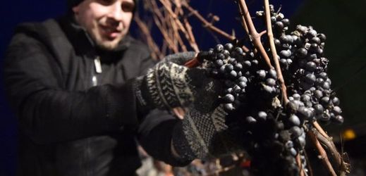 Produkcí ledových vín se zabývá jen několik desítek firem.