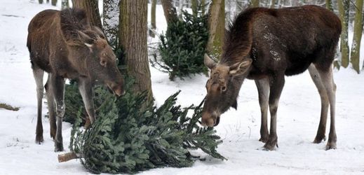 Zoo Brno dostává neprodané vánoční stromky zdarma od hobby marketů.