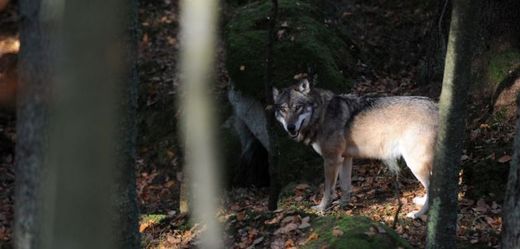 Vlci se v Česku začali po více než sto letech opět rozmnožovat.