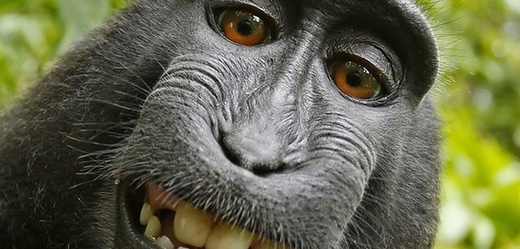 Autoportrét opičáka Naruta.
