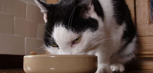 Kočky jsou v jídle mnohem vybíravější než psi.