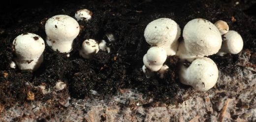 Zájemci mohou pěstovat v podzemních tunelech houby.