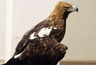 Jeden ze dvou orlů královských, které liberecká zoo získala z Izraele.