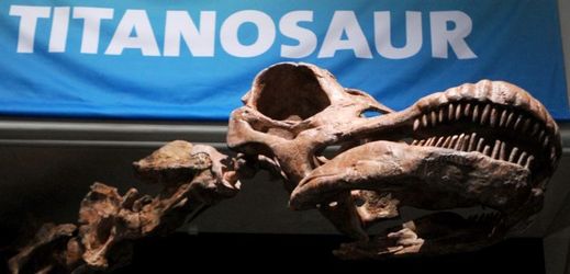 Lebka titanosaura vyčnívá až na chodbu muzea.