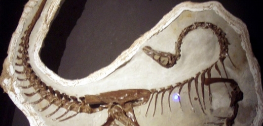 Přibližně čtyřmetrový druh Ornithomimus edmontonicus v typické dinosauří posmrtné póze.