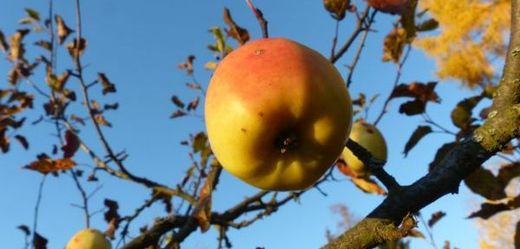 Mrazíky ani krupobití úrodu jablek v České republice neovlivnily. Na jejich kvalitě se však podepsalo sucho.