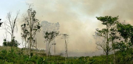 Neuvěřitelné rozlohy pralesů v Indonésii mizí z mapy světa. Namísto těchto unikátních zásobáren biodiverzity vznikají zemědělské plochy pro pěstování palmy olejné.