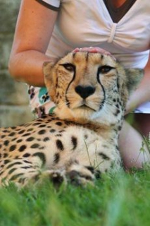 Největším lákadlem zoo je krotká gepardice, kterou si mohou návštěvníci i pohladit.