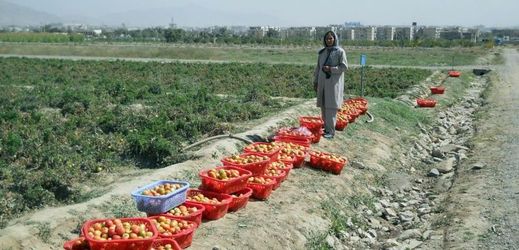 Experimentální farma na okraji Kábulu má Afgháncům ukázat, jak zvýšit produkci na jejich plantážích. Zemědělští odborníci tam testují rozdílné přístupy k pěstování rozličných plodin. Běžní obyvatelé země se od nich poté učí způsoby setby, zavlažování nebo péče o rostliny. Kromě zvyšování výnosů z polí je cílem projektu podporovaného americkou vládou také snížení produkce máku, z něhož se vyrábějí drogy, které poté slouží kupříkladu jako zdroj peněz pro povstalce z radikálního islámského hnutí Taliban. Na snímku je úroda rajčat.