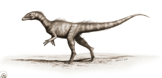 Takhle nějak mohl Dracoraptor hanigani vypadat podle profesionálního kreslíře.