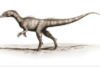 Takhle nějak mohl Dracoraptor hanigani vypadat podle profesionálního kreslíře.
