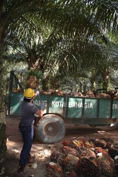 Malajsie v současnosti představuje 41 procent světové produkce palmového oleje.