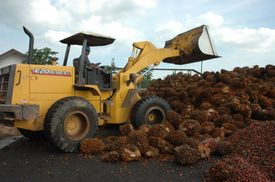 Výroba palmového oleje, sběr plodenství.