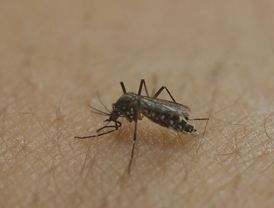 Vir zika přenáší komár Aedes aegypti.