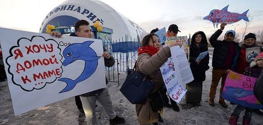 Lidé během příjezdu cirkusu protestovali s transparenty zobrazujícími slzící delfíny.