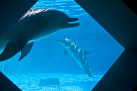 Podle zakladatele sdružení Dolphin Project delfíni a velryby žijí v nádrži o velikosti rakve.