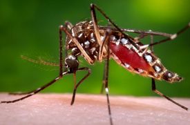 Virus zika přenáší komár, který v Česku nežije.