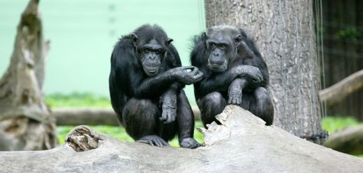 Na pololetní prázdniny si ostravská zoo přichystala pro návštěvníky komentované krmení šimpanzů.