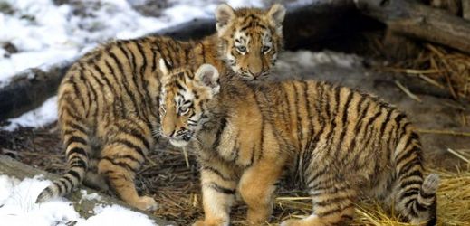 Tři mláďata tygrů ussurijských se narodila loni v říjnu.