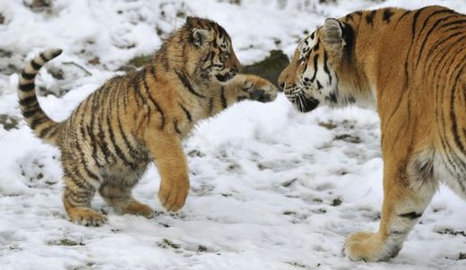 Návštěvníci mohou tygří mláďata vidět ve venkovním výběhu.