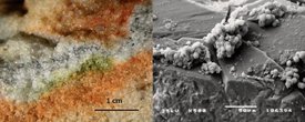 Houba Cryomyces uvnitř kamene a na snímku z elektronového mikroskopu.